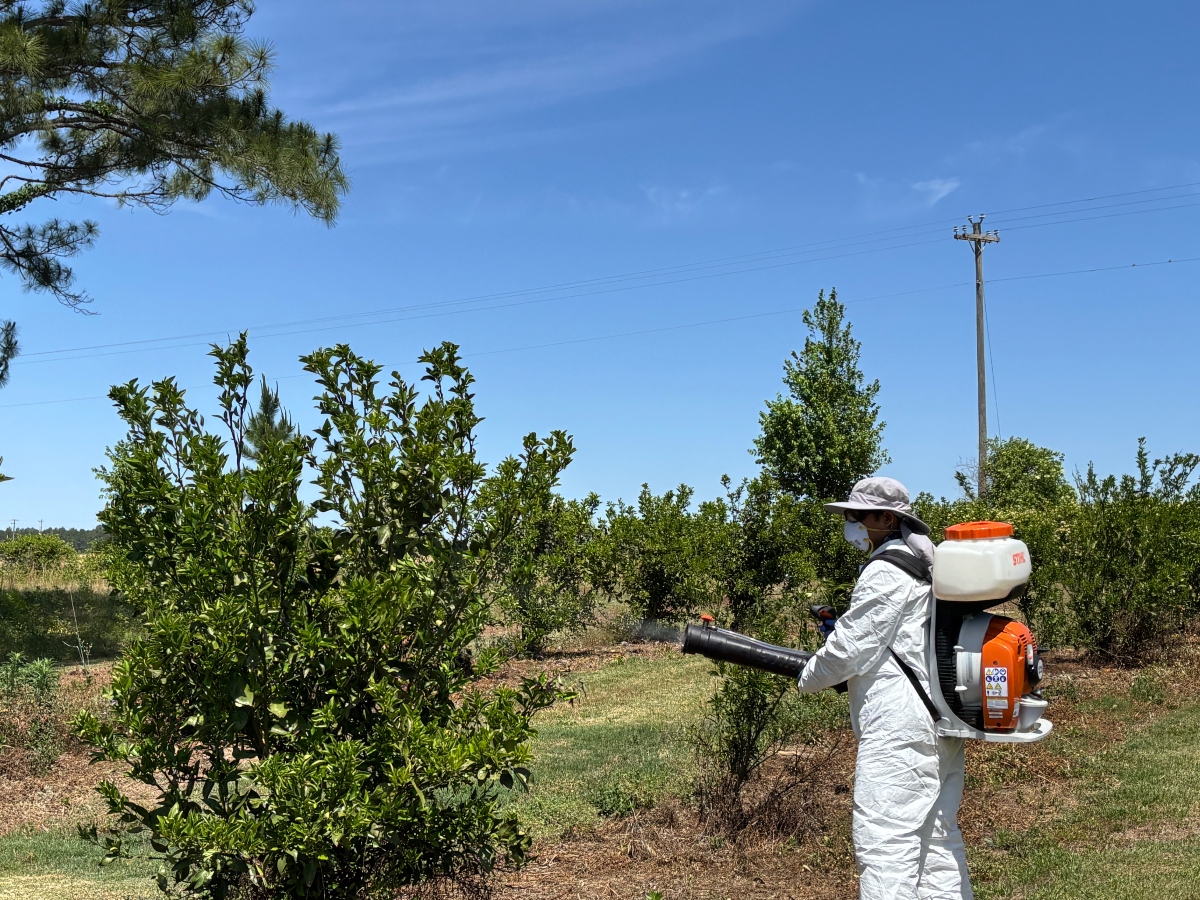 Person in protective clothing and face mask uses a backpack sprayer to apply treatment to small orchard trees on a sunny day, with rows of greenery, a utility pole, and a clear blue sky in the background.