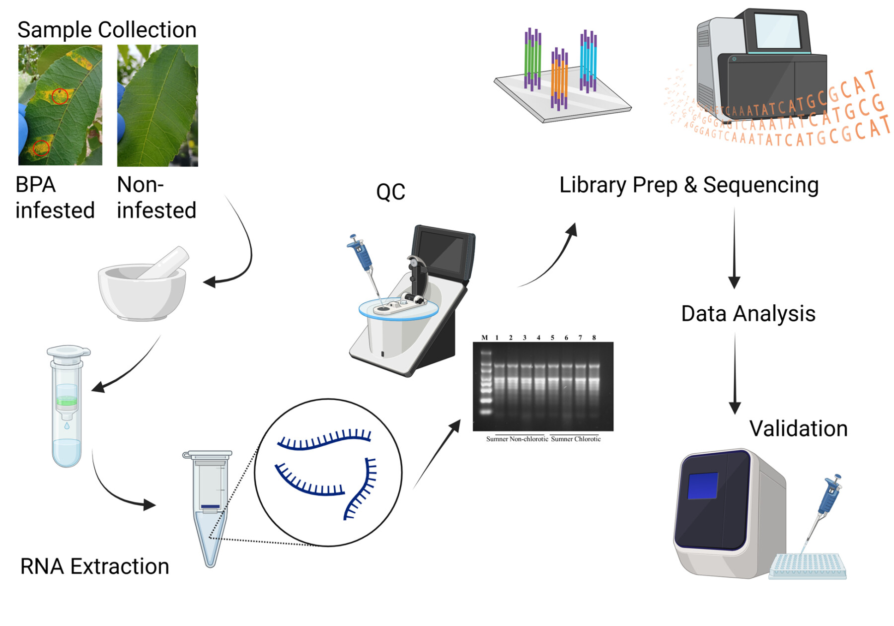 Diagram illustrating a research workflow for RNA sequencing: leaf samples labeled “BPA infested” and “Non-infested” are collected, processed with a mortar and pestle, and undergo RNA extraction. Samples move through quality control (QC), followed by library preparation and sequencing. Data analysis is performed, and results are validated, with icons showing laboratory equipment, sequencing outputs, and DNA strands along the process flow.