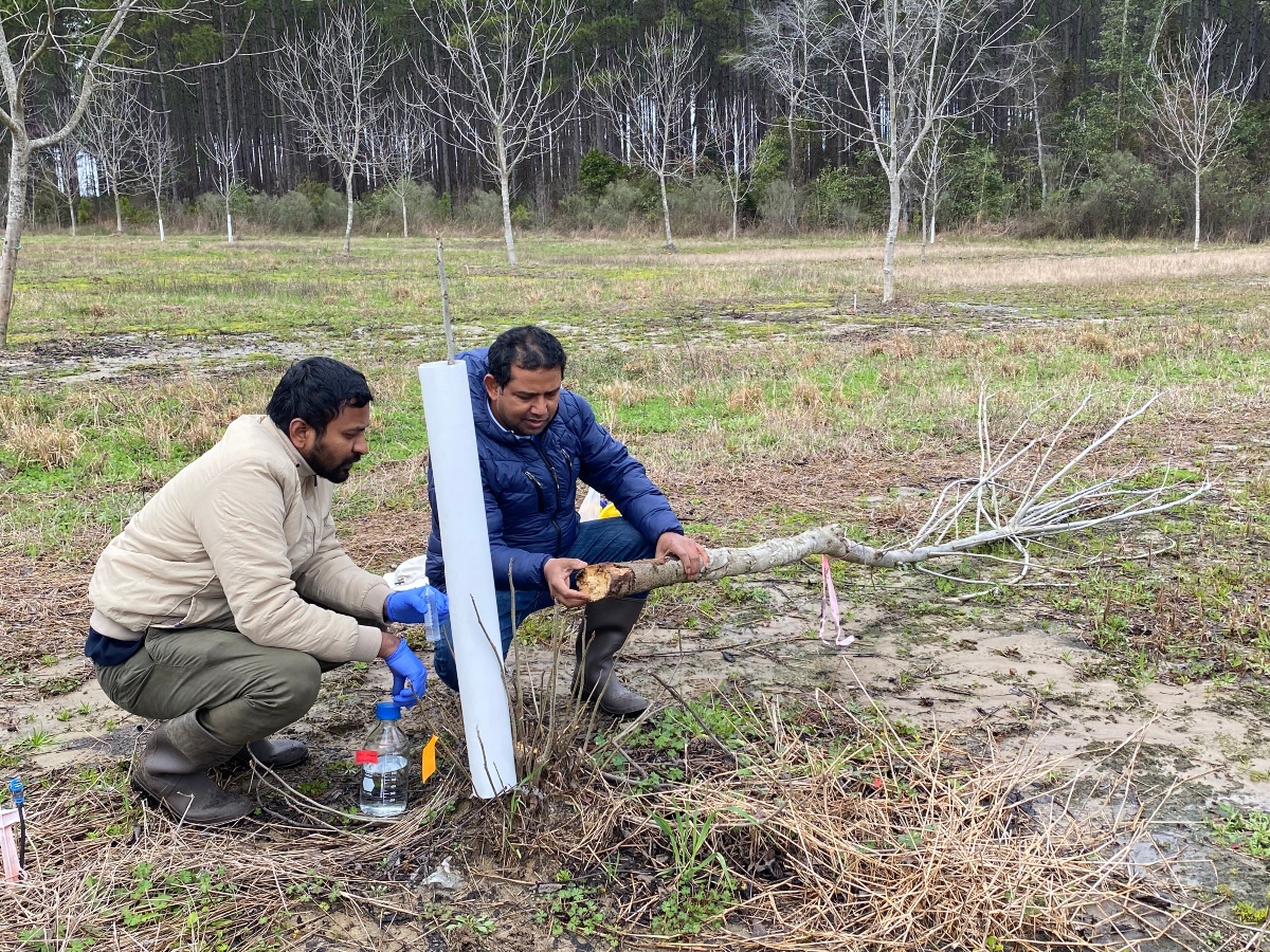Two individuals crouch in a field examining a young tree with visible trunk damage, one holding a cut section of the limb. Plant markers and a protective sleeve surround the tree, with rows of bare and leafing trees and a wooded area in the background under overcast conditions.