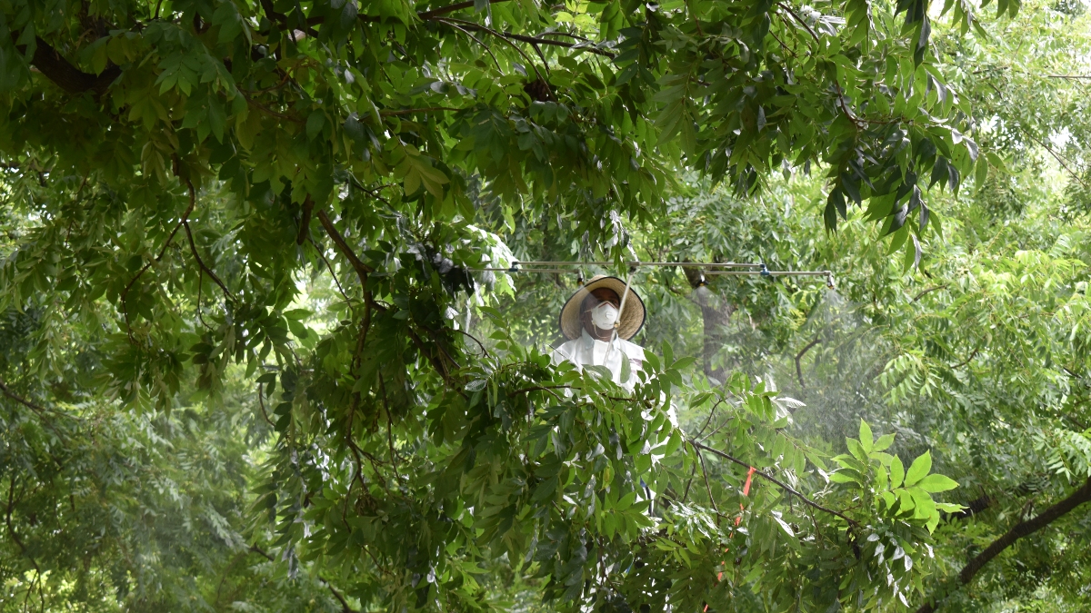 spraying trees