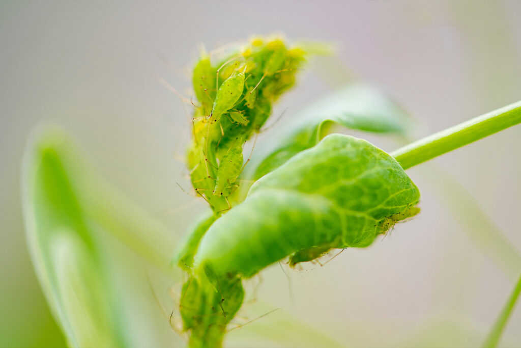Pea aphids. Photo by Bob Hubner, WSU.