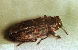 Flatheaded borer adult