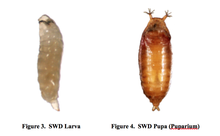 Spotted Wing Drosophila Identification Monitoring And Management In