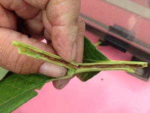 inside-stem-flathead-borer