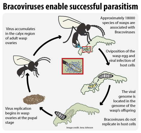 Parasitic Wasps Can Genetically Modify Their Caterpillar Hosts