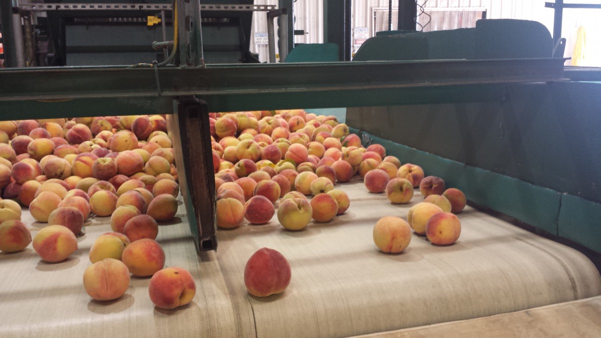 Peach Home 10