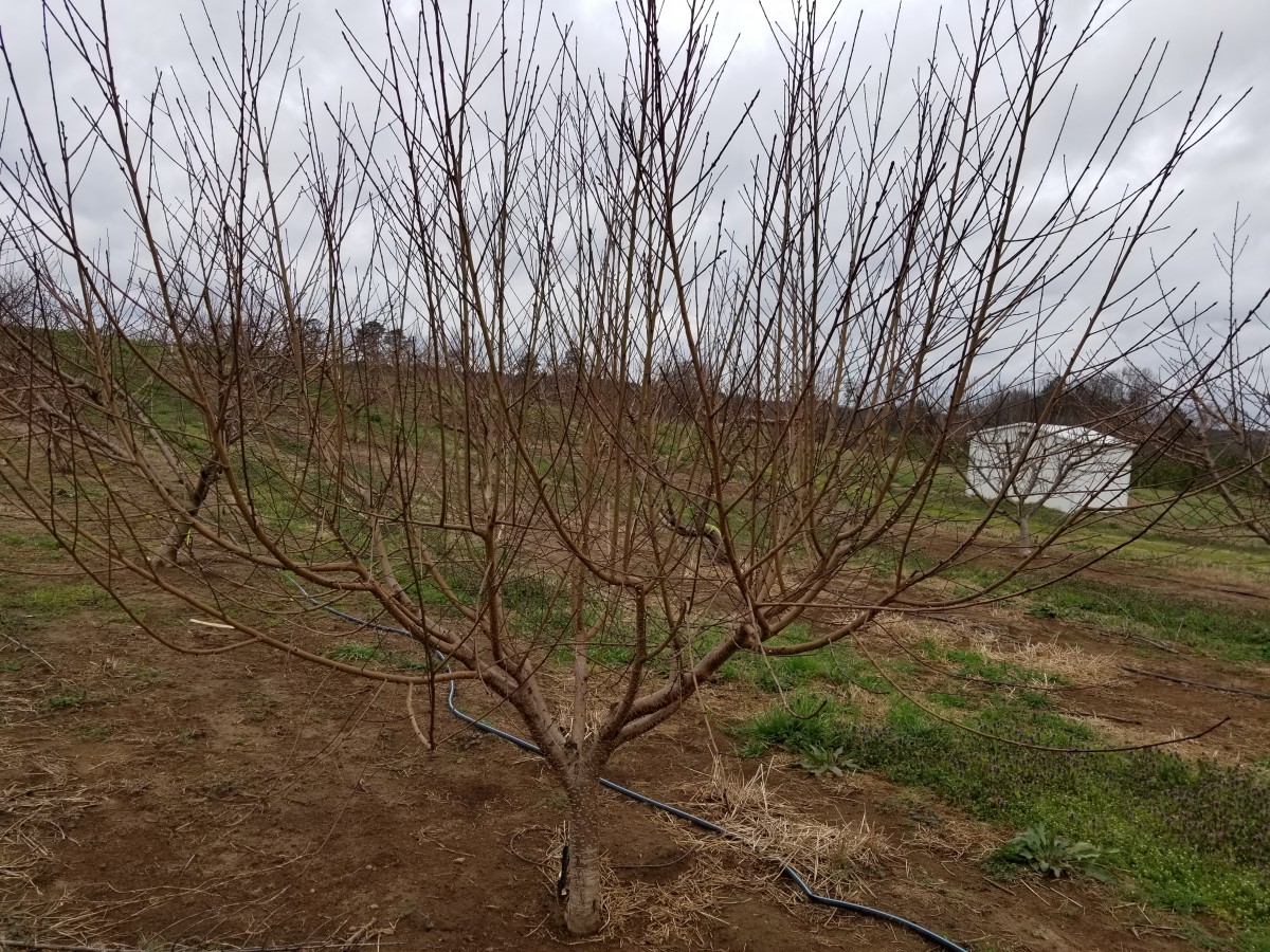 Peach Home 37