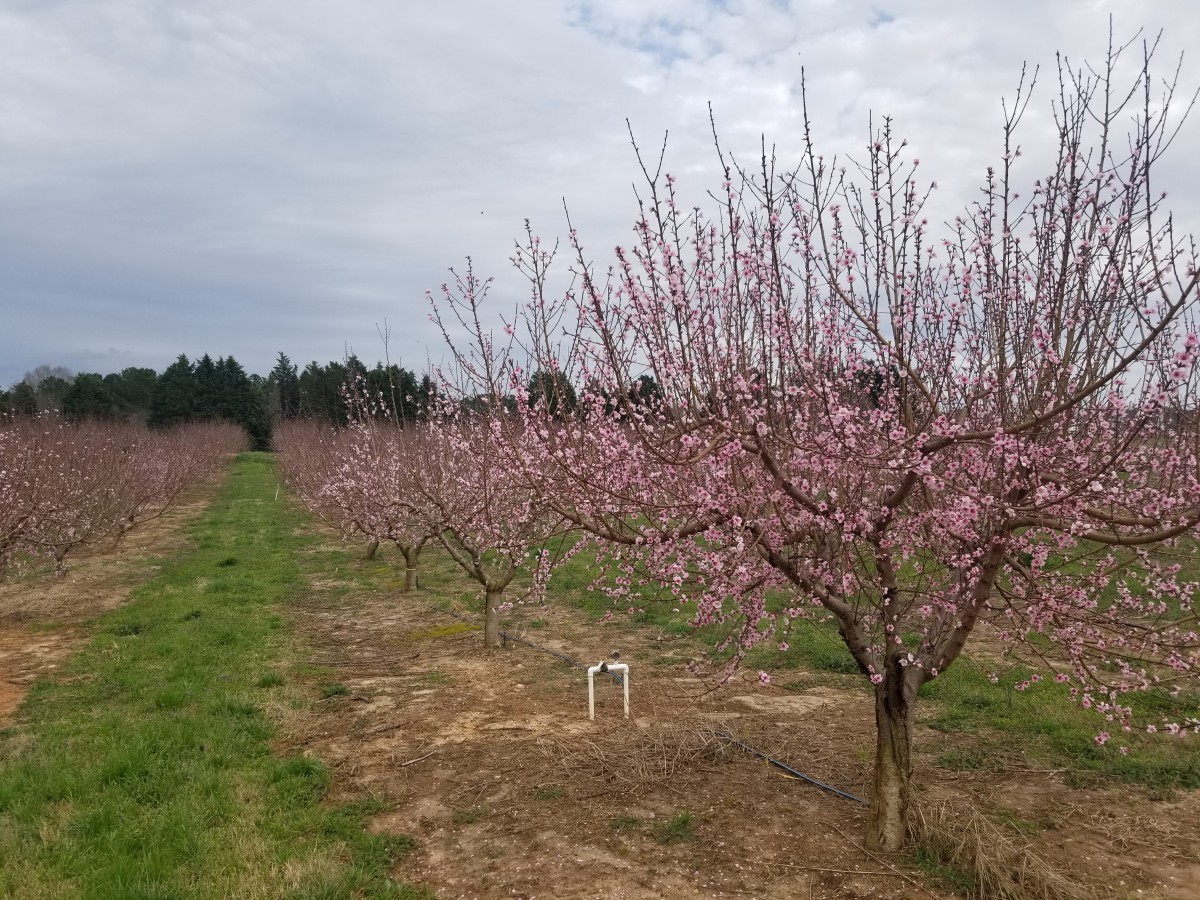 Peach Home 35