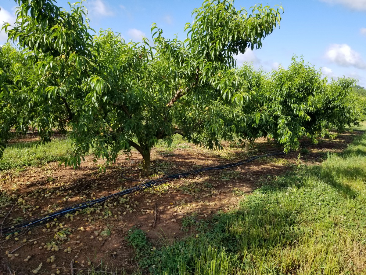 Peach Home 34