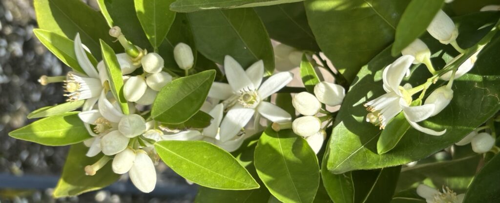 Image depicting white citrus buds, flowers, and newly set fruit. Image is to depict what stage of flowering Georgia citrus is at at the time of this posting. 