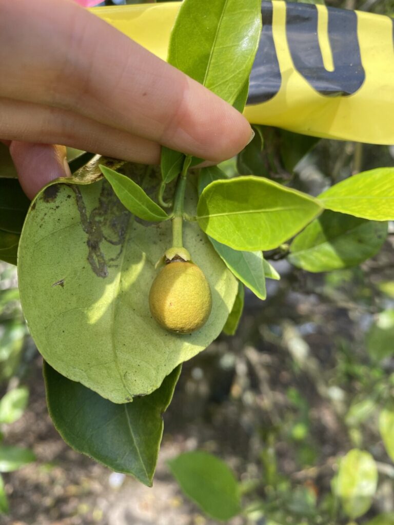 Fruitlet undergoing June Drop. The fruit is yellow in color. 