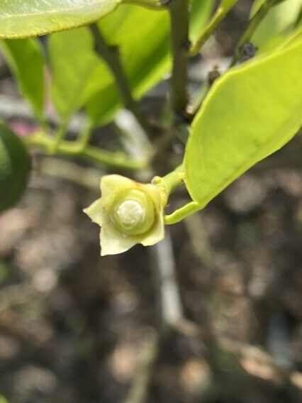 Calyx left on the tree following June Drop. 