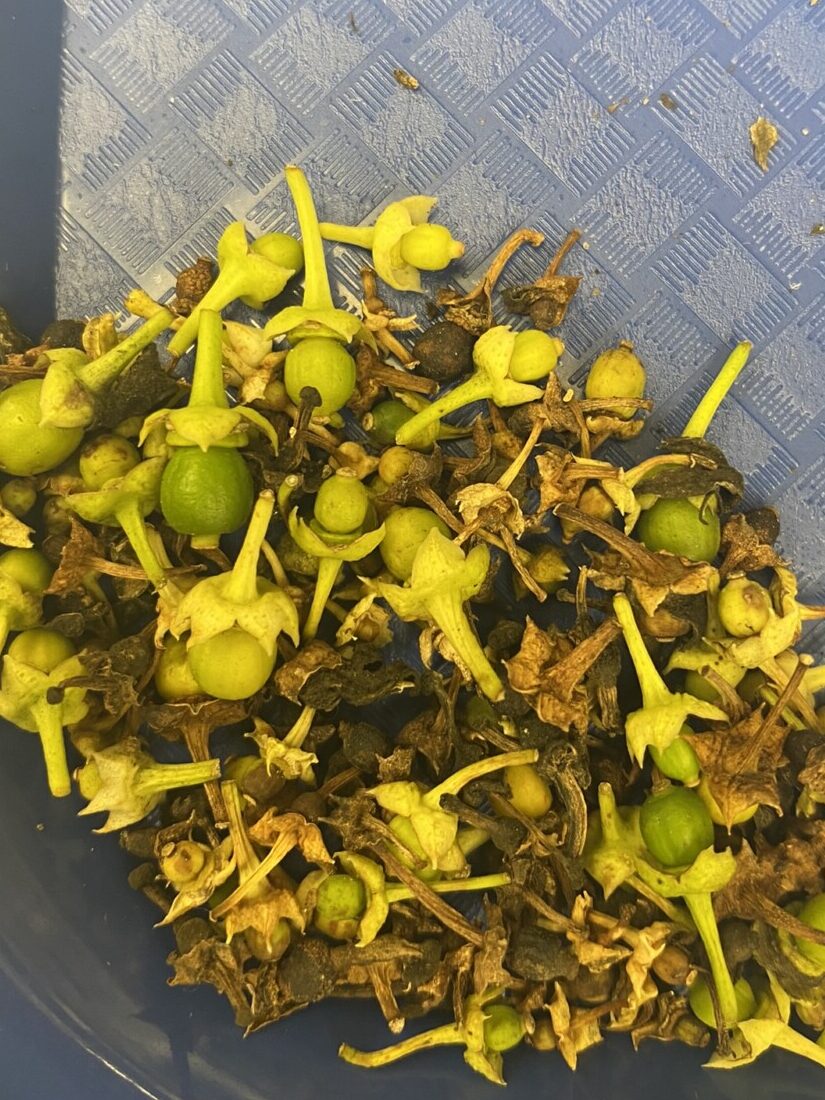Image of fruitlet that have abscised from abscission zone A. The fruitlet are pea-sized and have detached approximately 1/4-inch below the fruitlet.