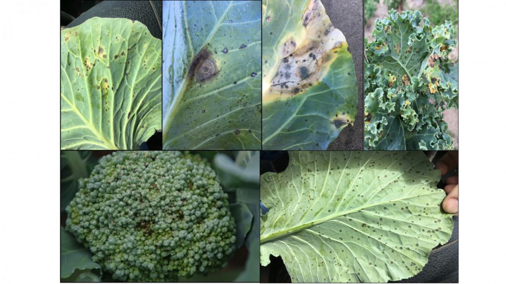 Ongoing Projects UGA Vegetable Extension Pathology Program
