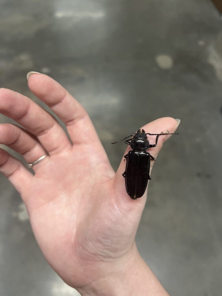 A large beetle on the hand of a person
