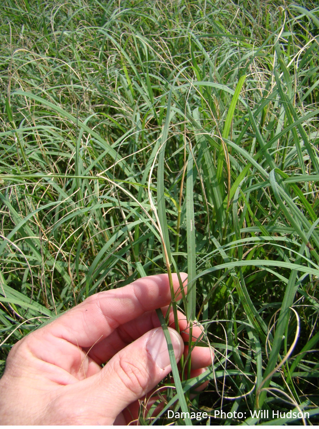 Bermudagrass Stem Maggot in GA Turf Turf and Ornamental Pest Management