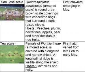 IN THE GARDEN: Mottling caused by scale insect infestation — systemic  insecticide recommended