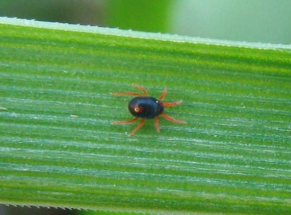 Grass mites store