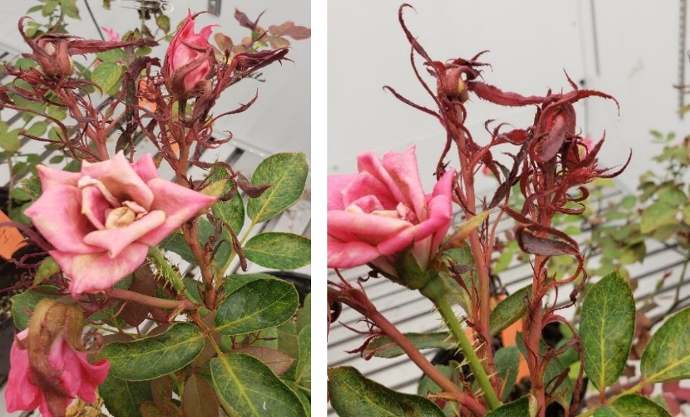 Mite Vector of Rose Rosette Virus | Turf and Ornamental Pest Management