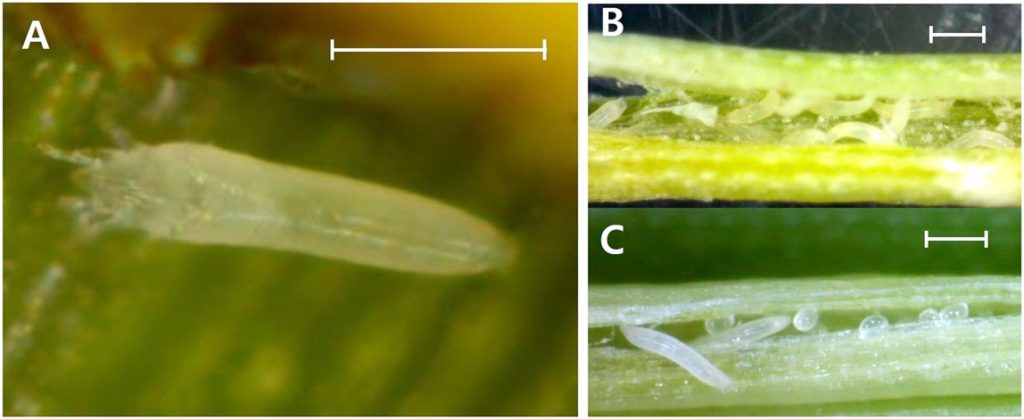 Mites And Their Management In Turfgrass | Turf And Ornamental Pest ...