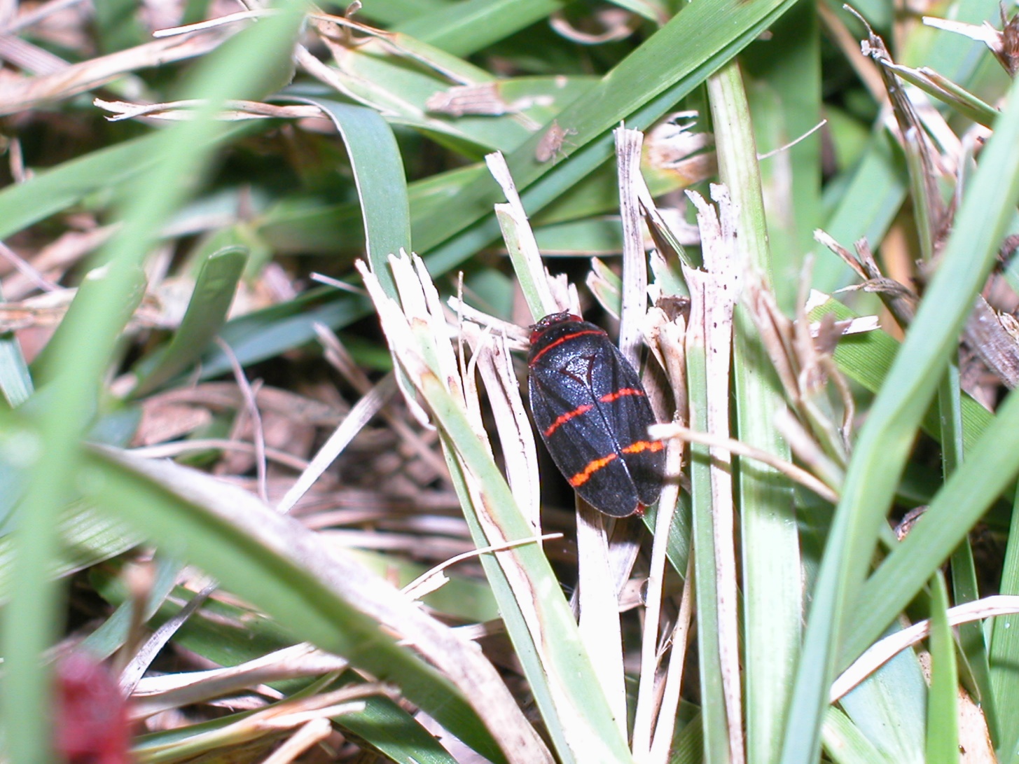 Turfgrass Pests | Turf and Ornamental Pest Management