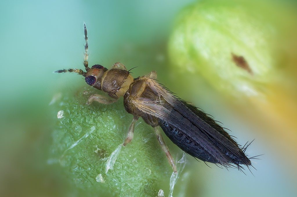 Watch for Thrips parvispinus in Georgia