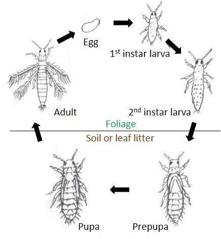 Thrips Life Cycle