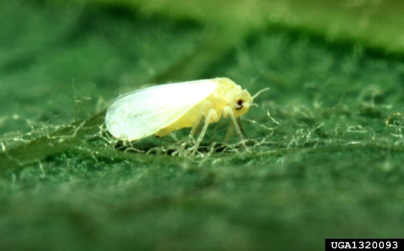 Watch for Thrips parvispinus in Georgia