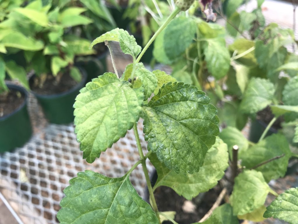 Watch for Thrips parvispinus in Georgia