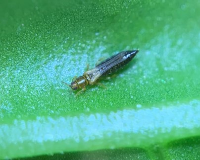 Gorse thrips » Manaaki Whenua