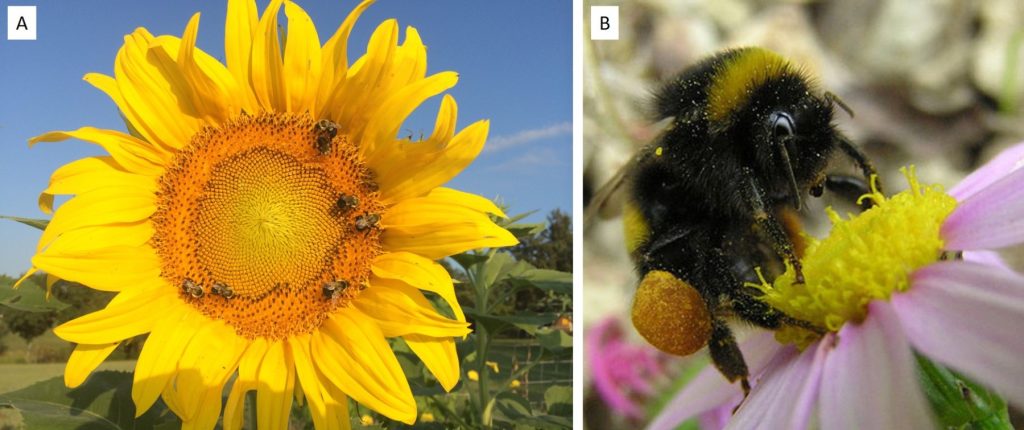 bumble bees of Florida, Bombus spp.