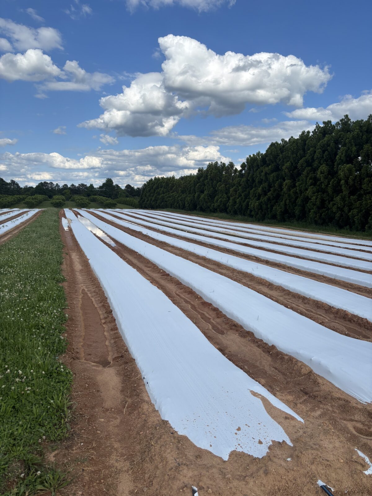 Rows of white plastic mulch stretching off into the distance