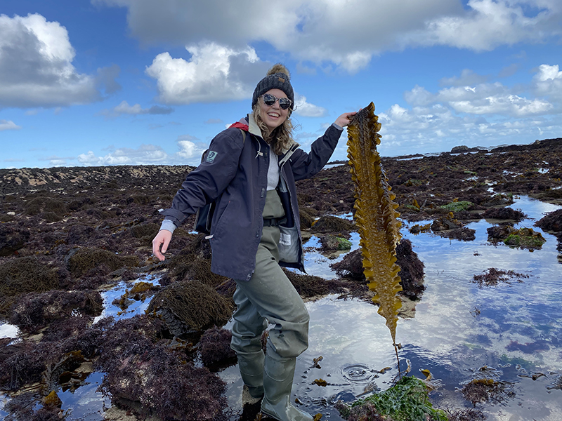 Allison holds up a leaf of Saccharina latissima or sugar kelp amidst a dense population of wild seaweed in Plougeurneau, France. Allison joined in on this field work in which a PhD student studying red seaweed was collecting data