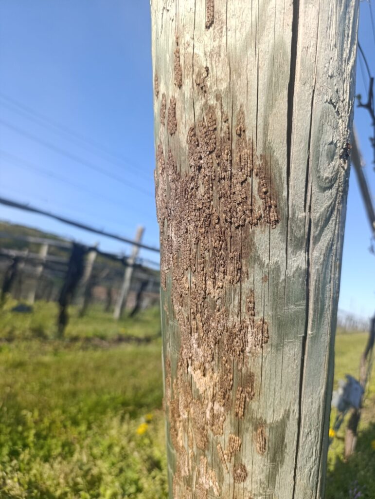 Spotted Lanternfly egg masses on a wooden fence post.