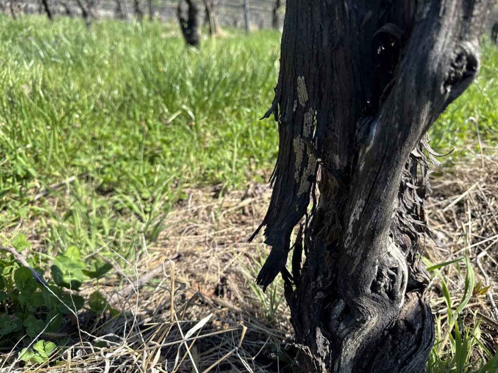 Spotted Lanternfly egg masses on wine grape trunk.