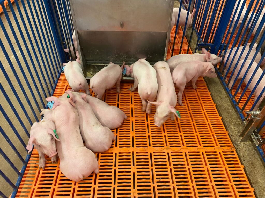 piglets in a sty