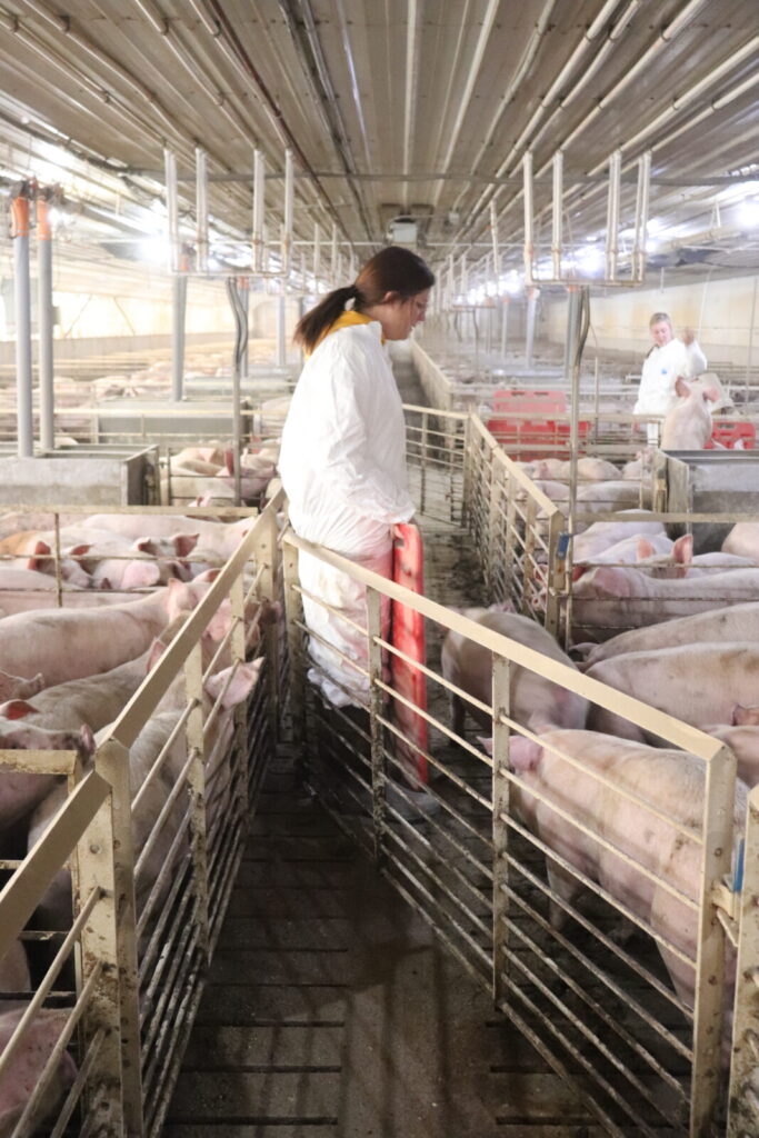 a researcher in a pig sty