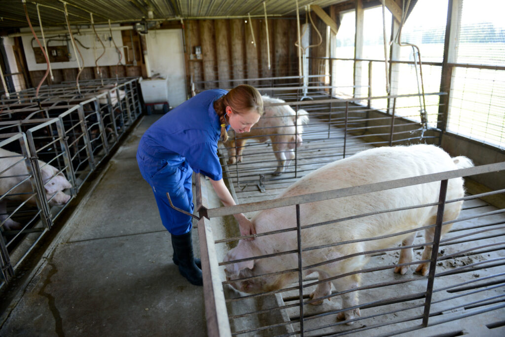 a researcher touching a pig