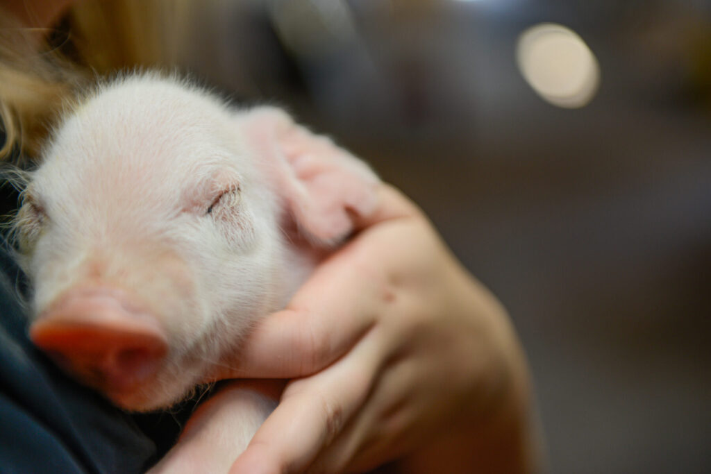 a sleeping piglet