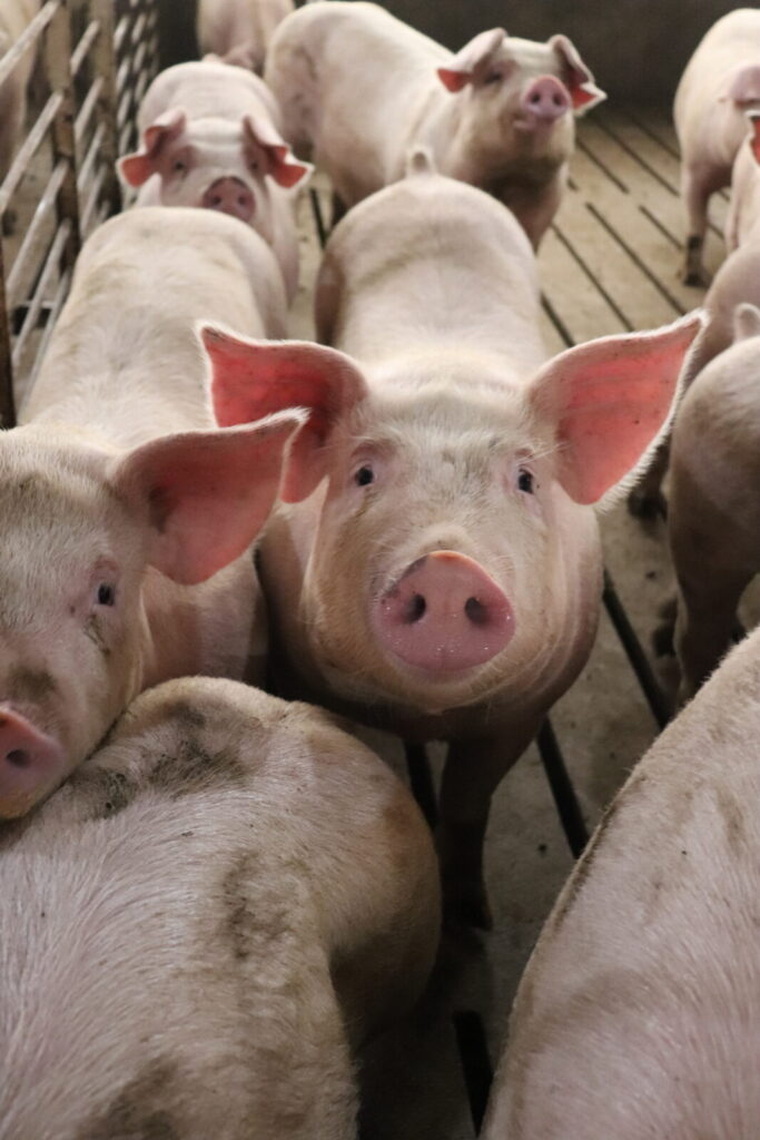 a group of pigs