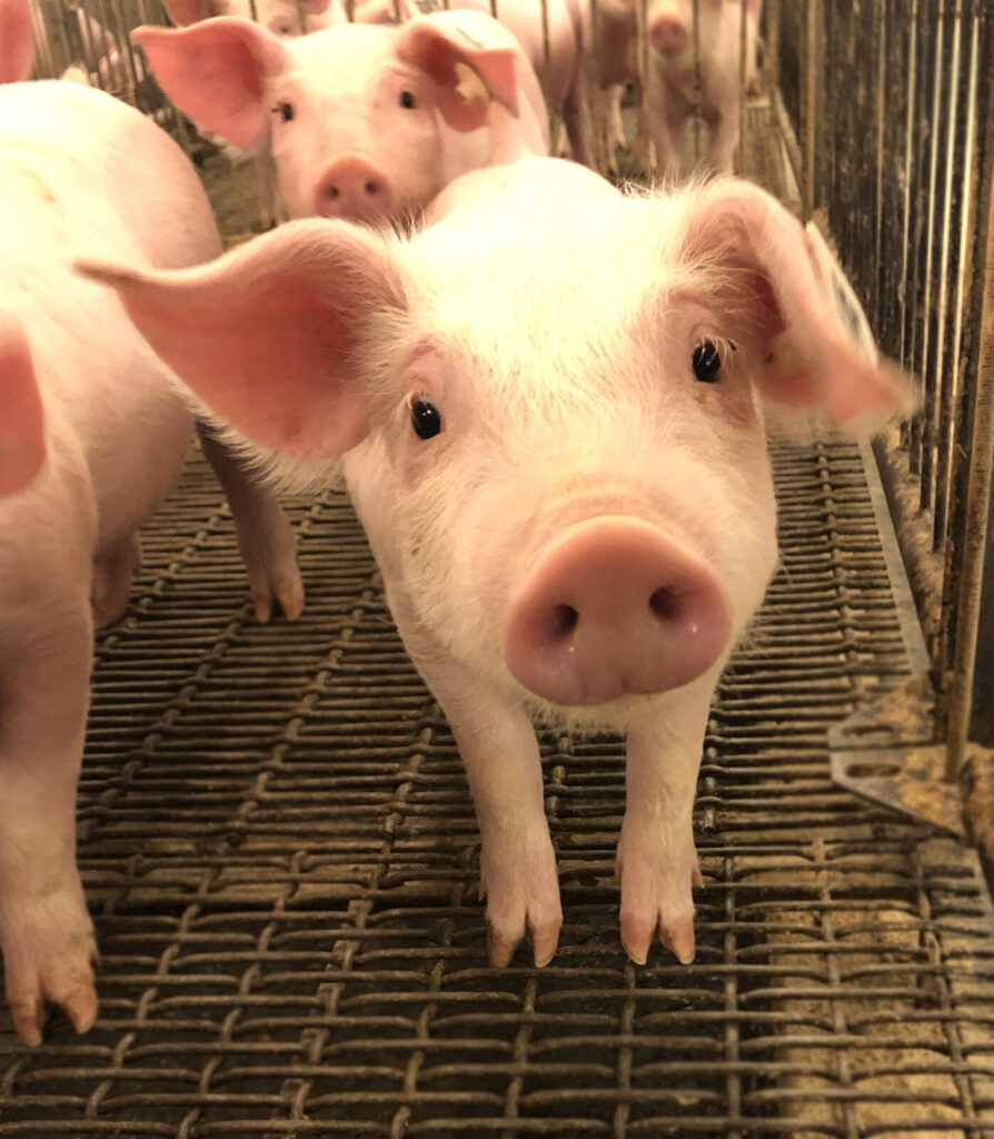 piglets in a sty