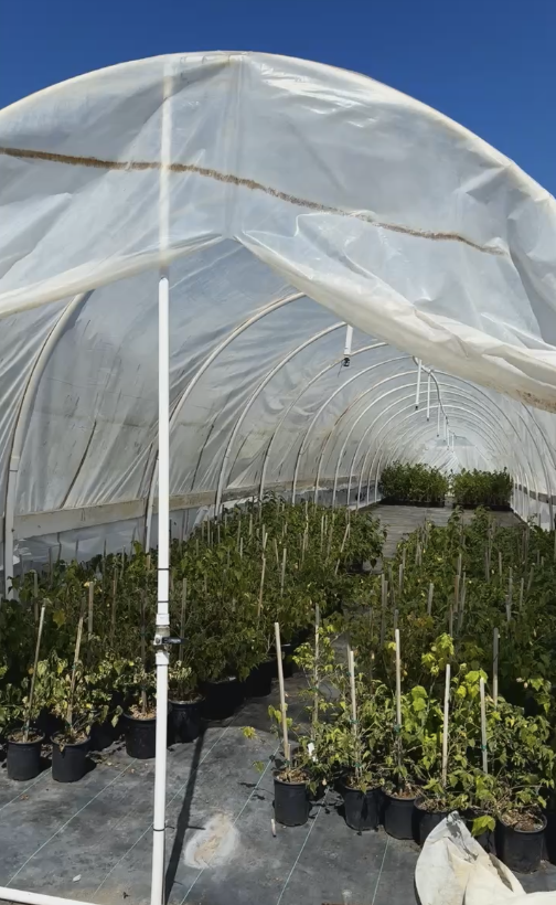 Plastic used in greenhouses