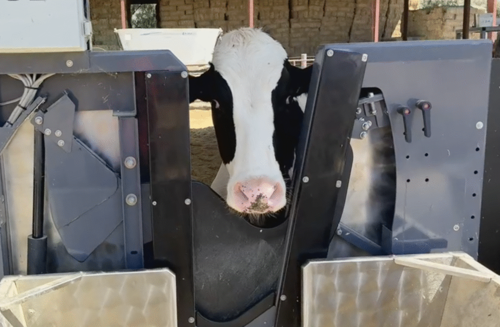Dairy cow in feeding trials at UCDavis CLEAR Center