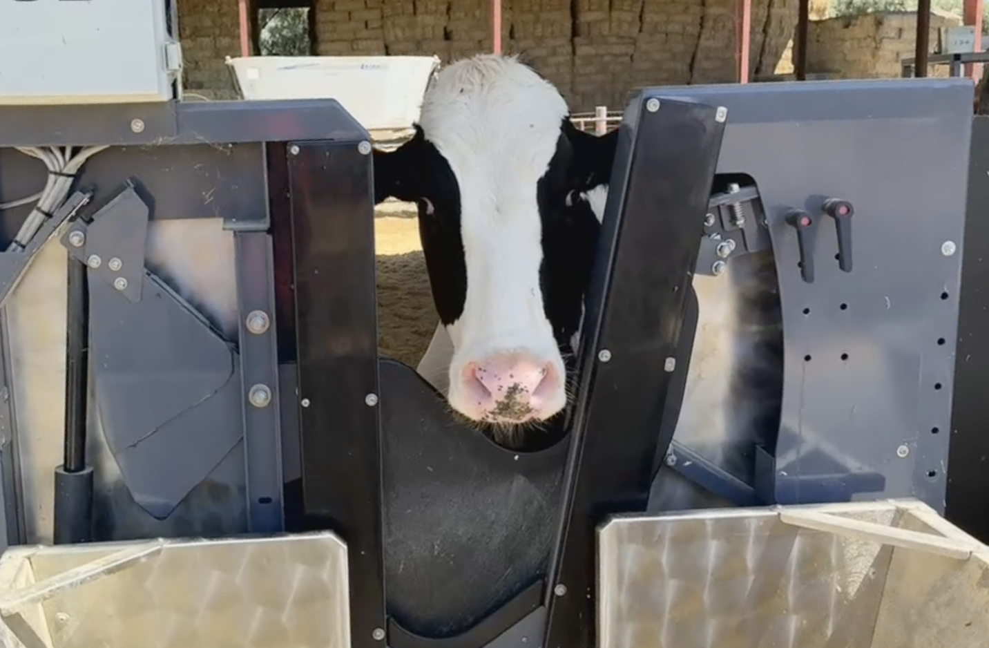Dairy cow in feeding trials at UCDavis CLEAR Center