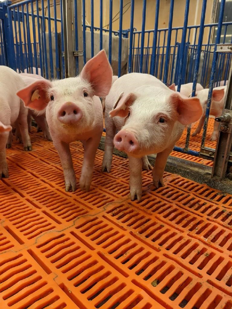 a group of pigs in a sty