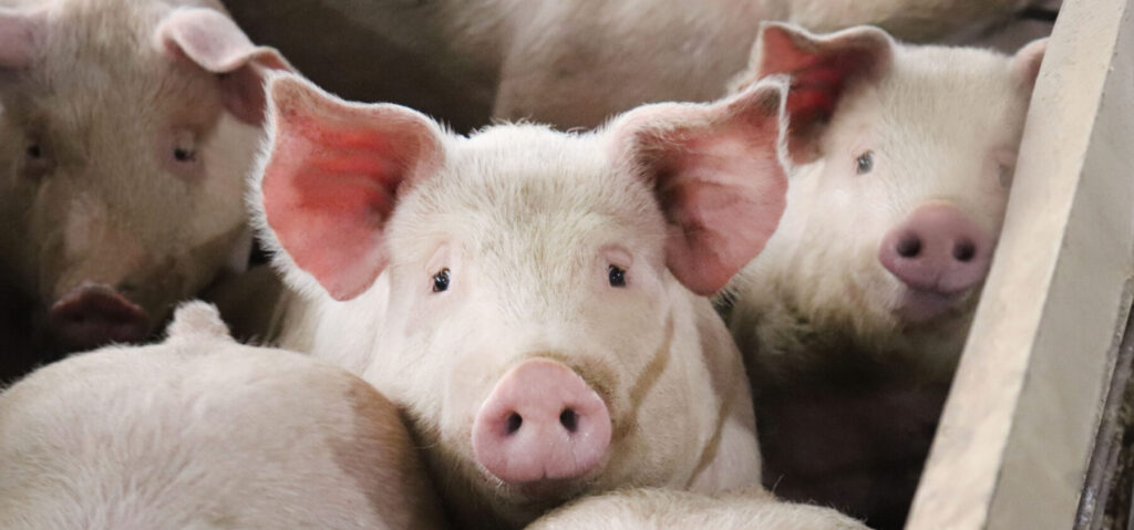 a group of piglets
