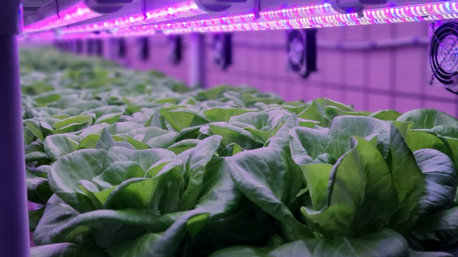 Vegetables growing indoors under LED light through CEA
