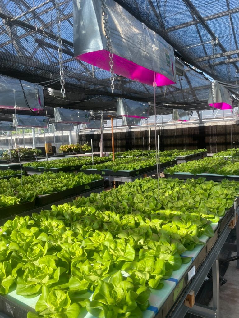 Vegetables growing indoors through CEA