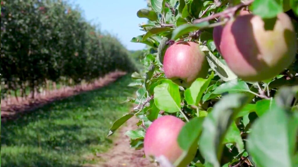 Apple orchard at Cornell AgriTech
