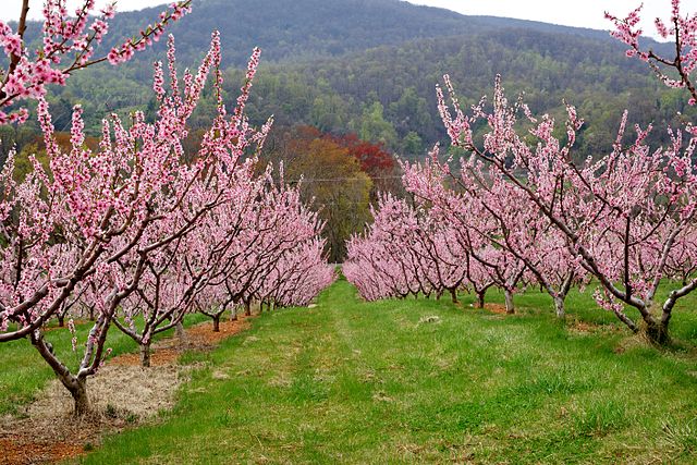 Peach blossoms in GA orchard